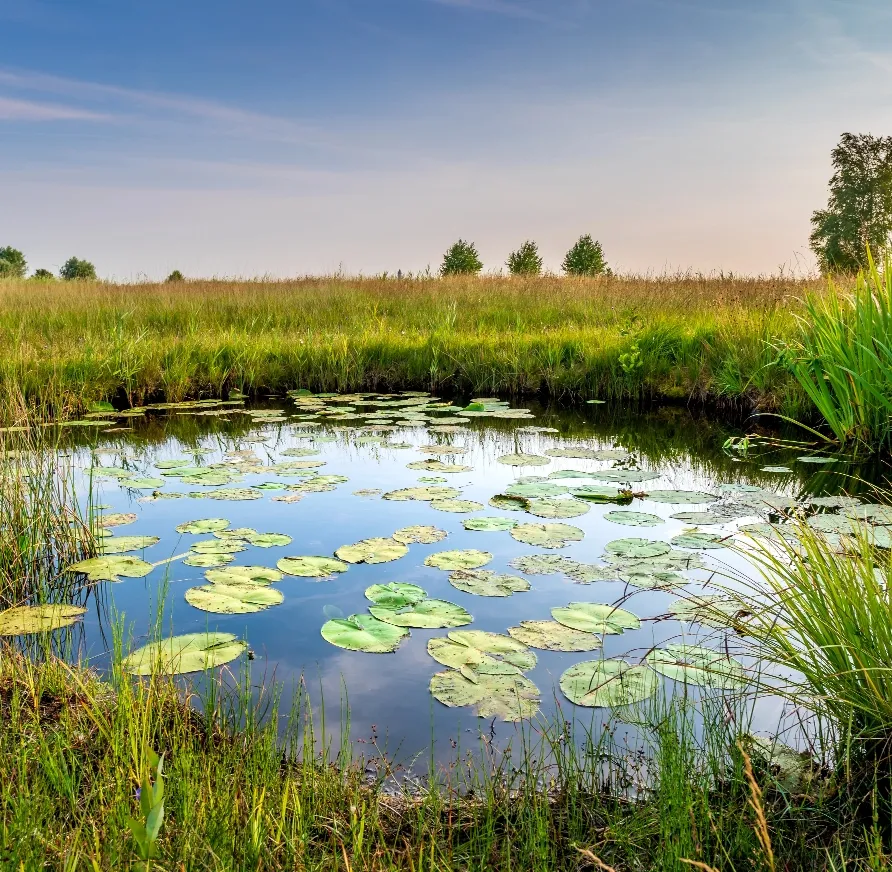Gestion des eaux pluviales
